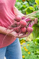 Woman holding bundle of harvested Beetroot Barbabietola di Chioggia