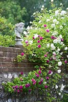 Statue of man's face and head on brick wall, with flowering climbing roses. 