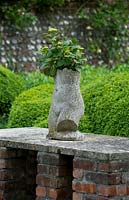 Hydrangea planted in containerised statue of person's torso. 