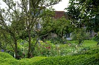 Summer garden, with mixed borders, tree and topiary hedge. 