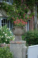 Red-flowering Pelargonium planted in stone urn set on plinth.
