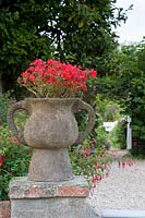 Red Pelargonium in stone urn designed by member of the Bloomsbury group. 