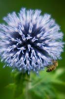 Honey bee on Echinops ritro - Globe Thistle