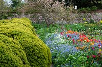 Spring-flowering perennials, blossoming trees and topiary hedge at Charleston, East Sussex.