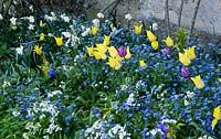 Spring border with flowering Tulipa and Myosotis - Forget-me-not. 