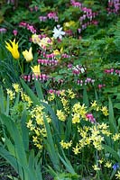Spring border with flowering Narcissus - Daffodil, Lamprocapnos - Bleeding Heart, and Tulipa - Tulips. 