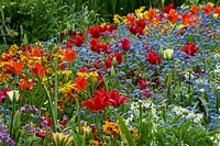 Spring flowering border with Red Tulipa and Myosotis - Forget-me-not. 