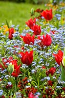 Red Tulipa - Tulips and Myosotis - Forget-me-not in border.