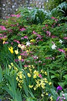 Spring border with flowering Narcissus - Daffodil, Lamprocapnos - Bleeding Heart, and Tulipa - Tulip. 