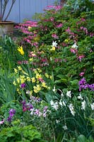 Spring border with flowering Narcissus - Daffodil, Lamprocapnos - Bleeding Heart, and Tulipa - Tulip. 