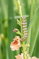 The mullein moth - Cucullia verbasci caterpillar