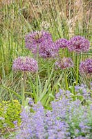 Allium cristophii with Nepeta in the foreground. 