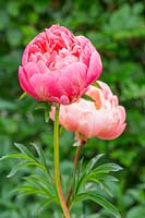 Paeonia 'Coral Charm' - Peony  'Coral Charm'  gradually fading as it opens
