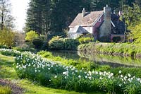 Bank of naturalised flowering Narcissus - Daffodils by river. 