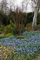 Spring borders at Fullers Mill Garden, Suffolk, UK. 