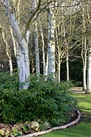 Borders of Betula - Birch underplanted with evergreen shrub. 