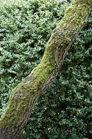 View of moss growing on bark of tree. 