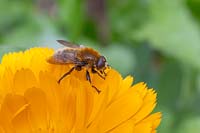 Bee mimic hoverfly on Marigold - Calendula petal