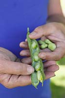 Vicia faba 'The Sutton' - Shelling freshly picked, organic broad beans.