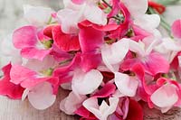 A bunch of Lathyrus odoratus 'Painted Lady' - Sweet peas - on wooden table. 