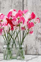 Glass vases filled with cut sweet peas against textured wooden background. 
