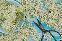 Sambucus nigra - freshly picked elderflower blossoms in metal plate with scissors on blue textured background 