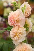 Alcea rosea 'Chater's Double Apricot'