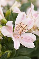 Alstroemeria 'Little Miss Sophie' - Peruvian Lily