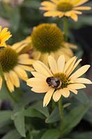 Bee on Echinacea 'SunSeekers Mellow' - August