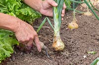 Woman harvesting Onion 'Stuttgarter Giant'