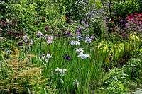Iris ensata and iris Siberca in pond area