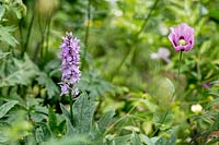 Orchid - Dactylorhiza and self-sown Papaver