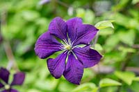 Clematis texensis 'Etoile Violette'