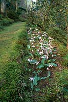 Erythronium hendersonii - Henderson's Fawn Lily
 