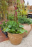 Preudo-terracotta containers planted with vegetables. 