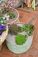 Fibre glass containers planted with alpines. 