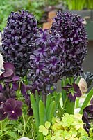 Hyacinthus orientalis 'Midnight Mystique' - Hyacinth 'Midnight Mystic'