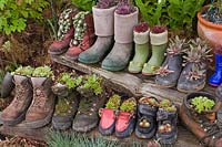 Rows of boots and shoes planted with Sempervivum - houseleeks. 