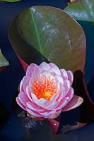 Nymphaea 'Rosea' - Waterlily  'Rosea'