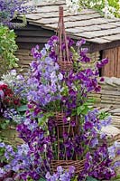 Sweet pea 'Display' by UK Horticulture at RHS Chelsea Flower Show, 2005.