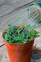 Person watering pot full of Teucrium chamaedrys cuttings. 