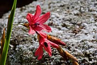 Dierama dracomontanum - Drakenberg Wandflower