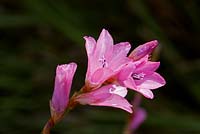 Dierama pauciflorum - Few-Flowered Wandflower