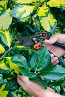 Person cutting out reversion from a variegated Ilex - Holly. 