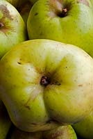 Apple 'Warners King' - Cooking Apple