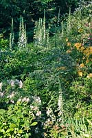 A woodland dell at Heddon Hall, Devon, UK with Rhododendrons and Digitalis - Foxglove. 