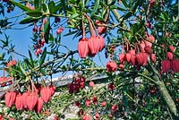 Crinodendron hookerianum - Chile Lantern Tree