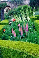 Herbaceous planting with Buxus - Box edging in The Upper Walled Garden at Heddon Hall, Devon, UK.  