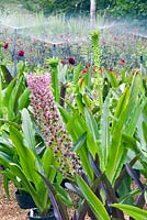 Sprinklers watering area with Eucomis - Pineapple Lilies in pots at Avon Bulbs in Somerset