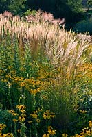 Prairie planting with Rudbeckia and ornamental grasses at Lady Farm Garden in Somerset